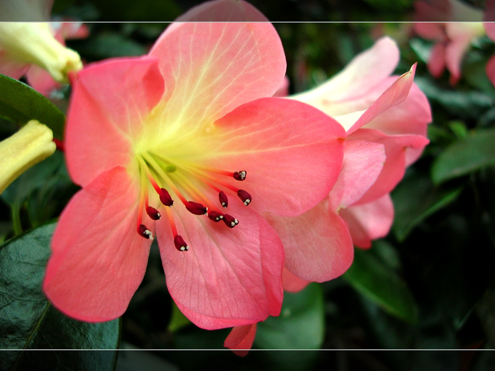 Rhododendron `Kisses´