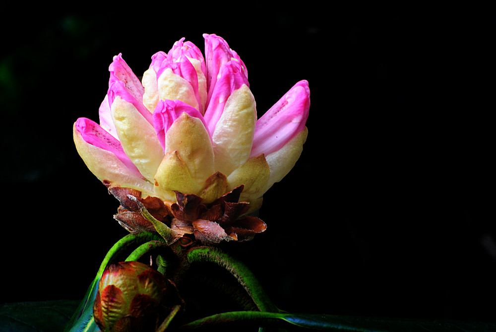 RHODODENDRON KNOSPE