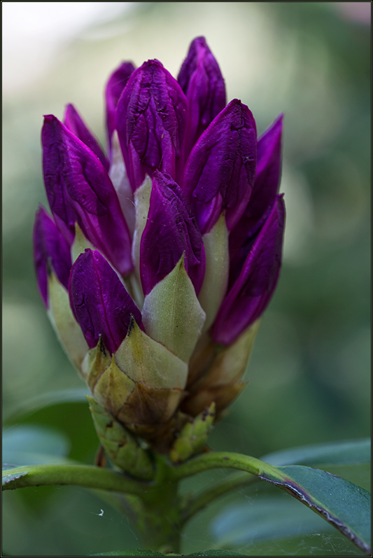 Rhododendron-Knospe