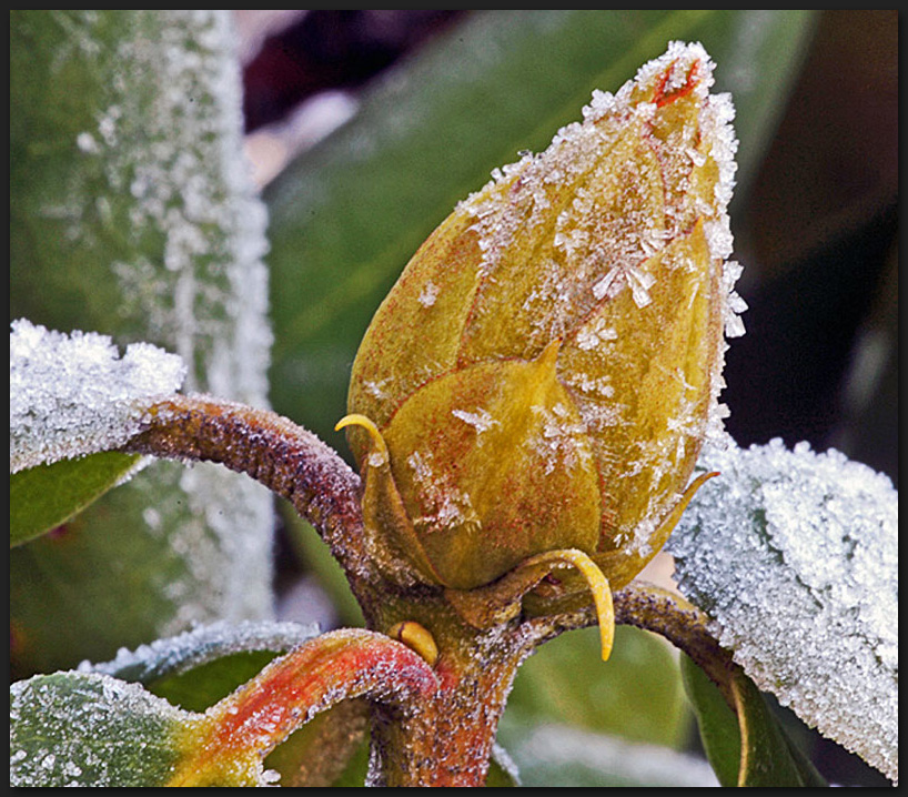 Rhododendron-Knospe