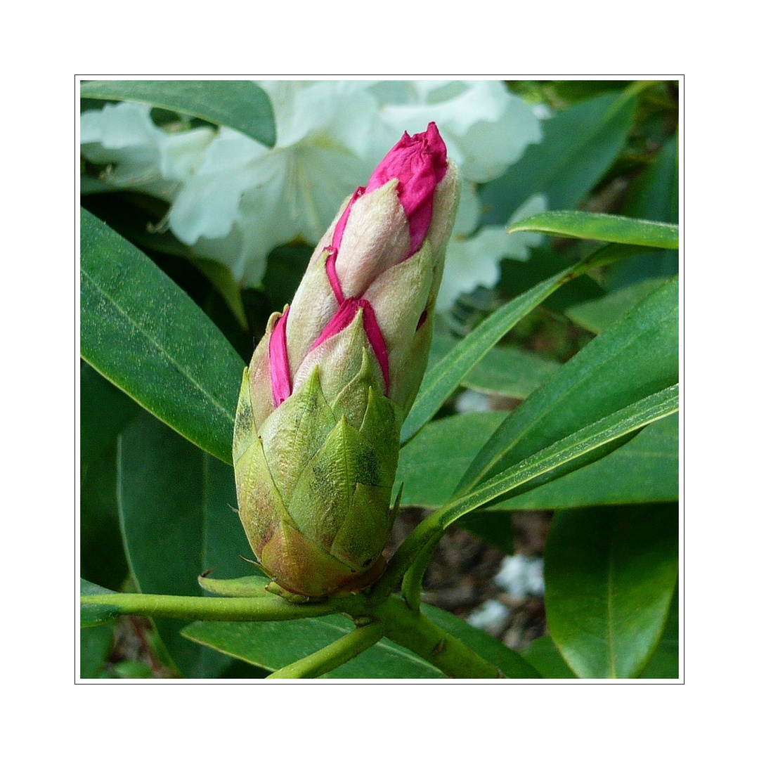 Rhododendron Knospe