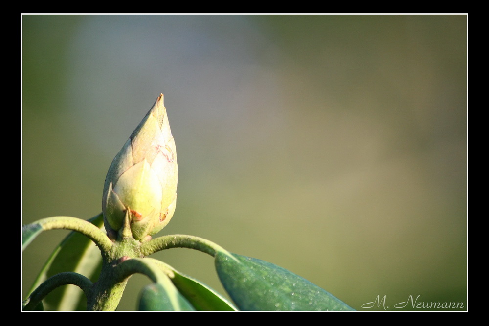 Rhododendron Knospe