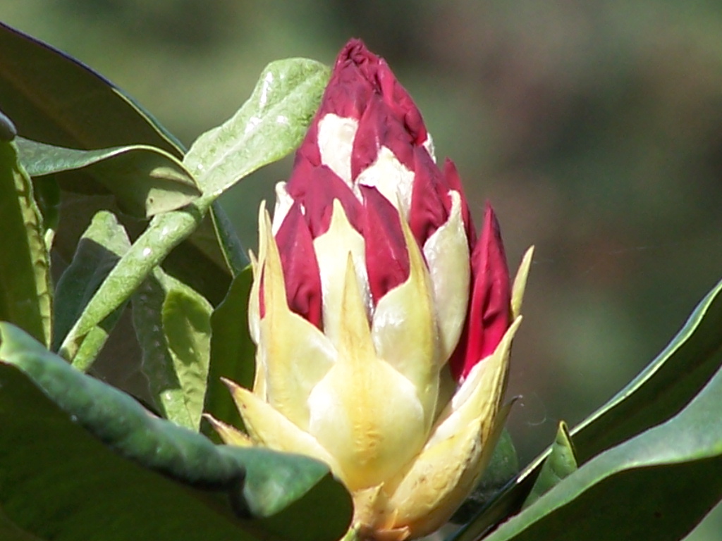 Rhododendron Knospe