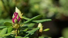 Rhododendron Knospe