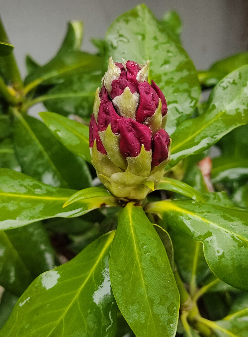 Rhododendron-Knospe im Regen ....