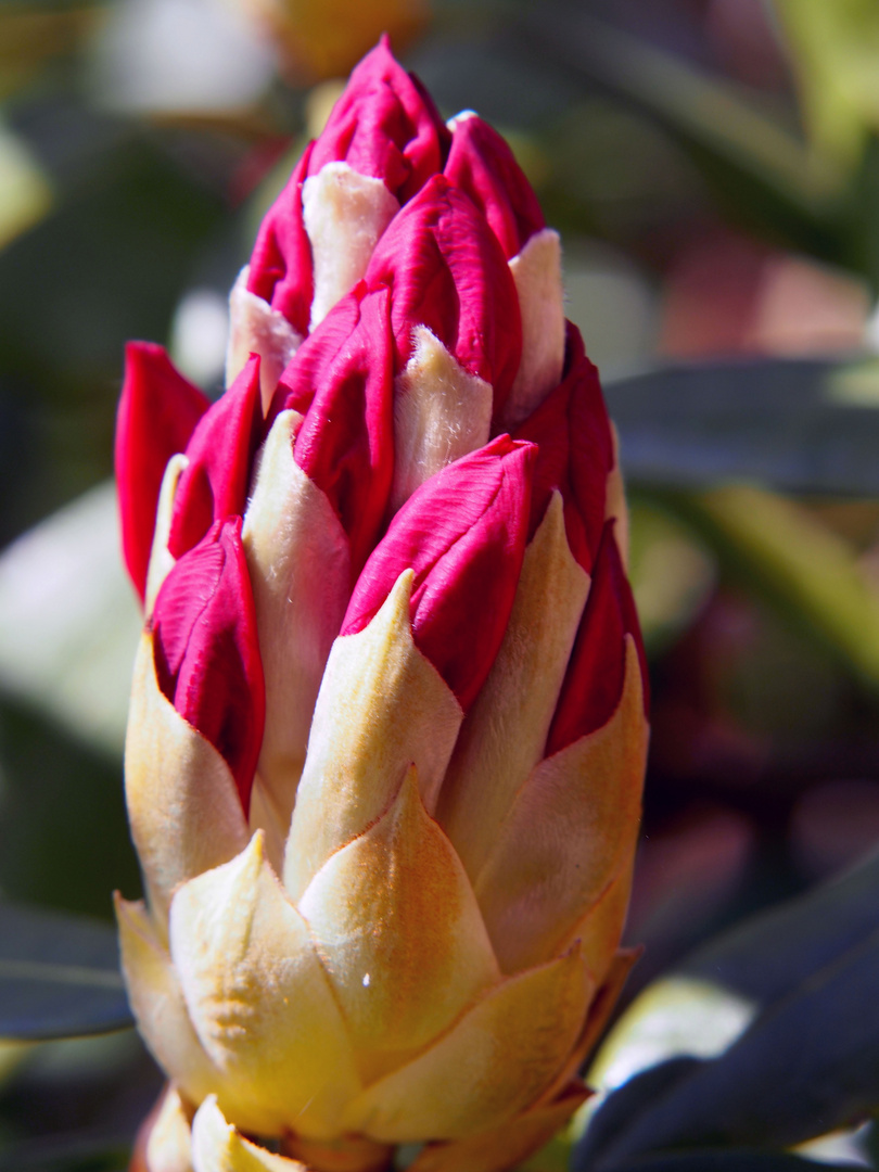 Rhododendron-Knospe vor Öffnung