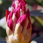 Rhododendron-Knospe vor Öffnung