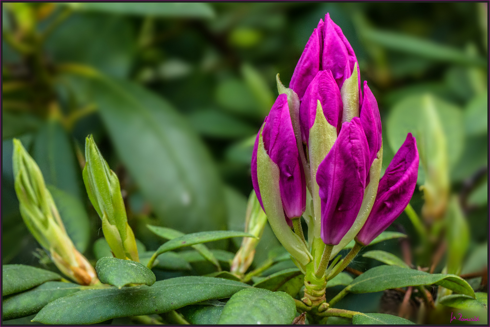 Rhododendron-Knospen