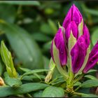 Rhododendron-Knospen