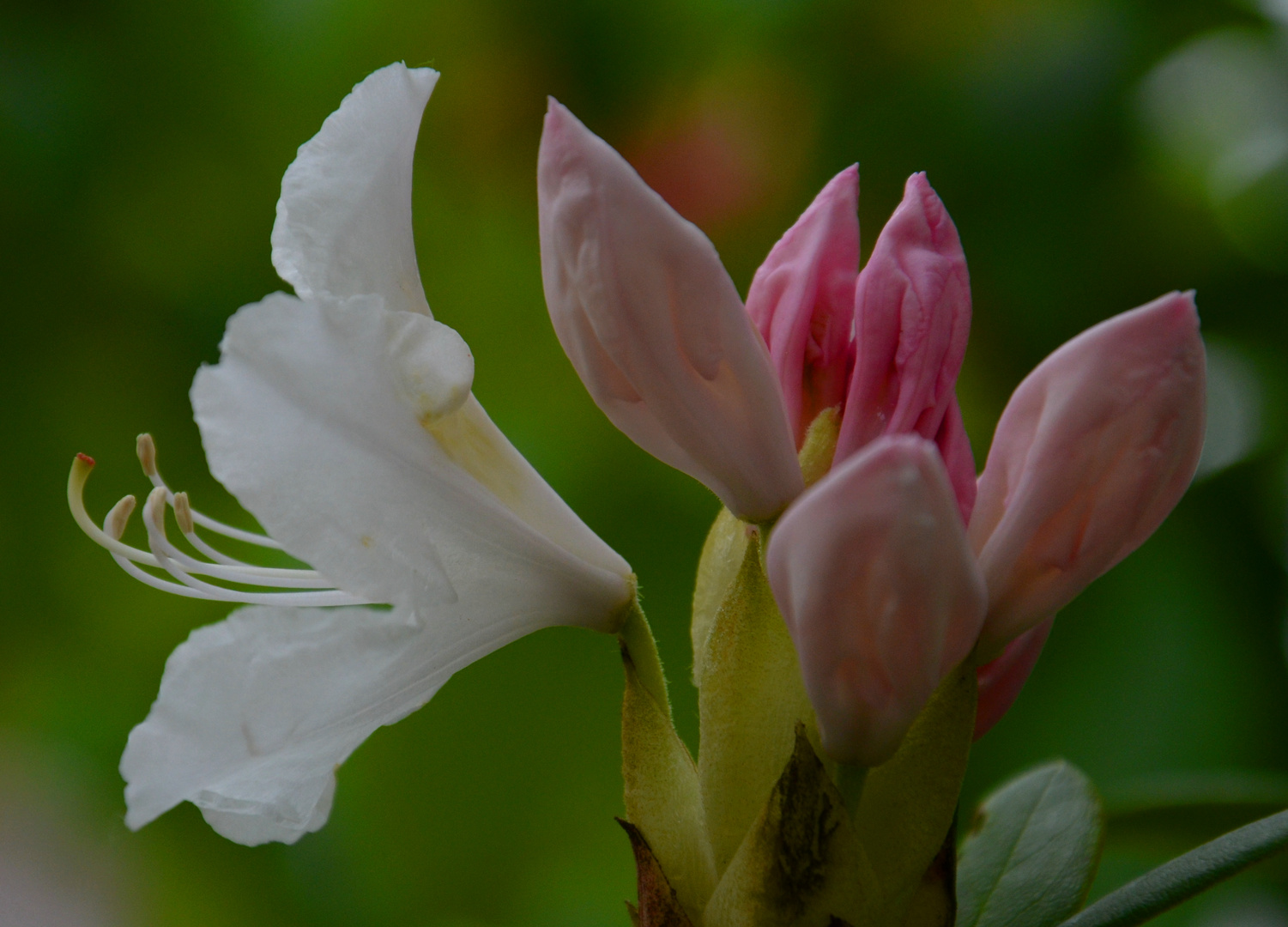 Rhododendron Knospen