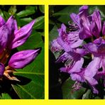 Rhododendron - Knospen und Blüten