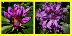 Rhododendron - Knospen und Blüten