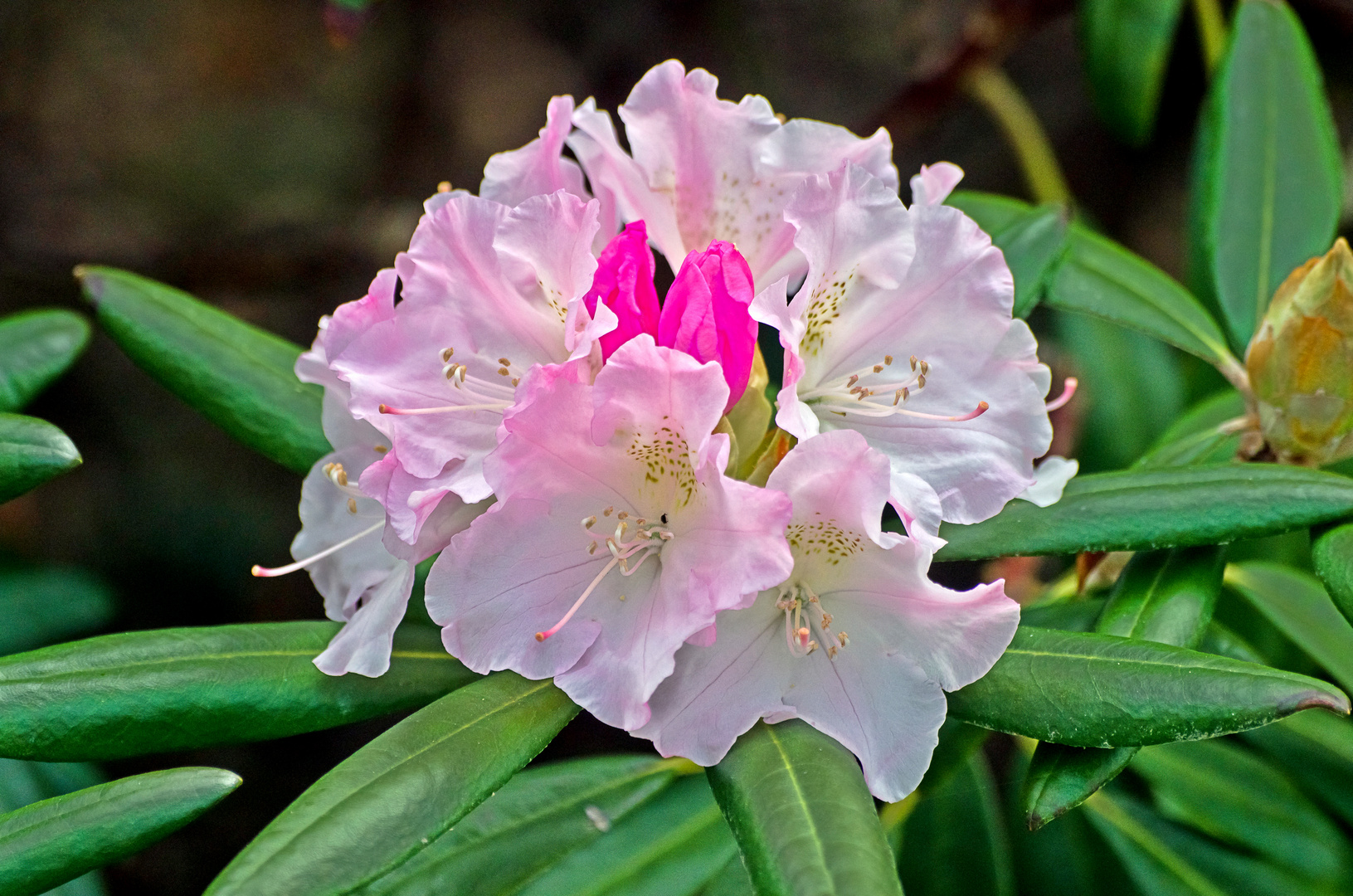 Rhododendron, Koblenz 