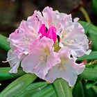 Rhododendron, Koblenz 