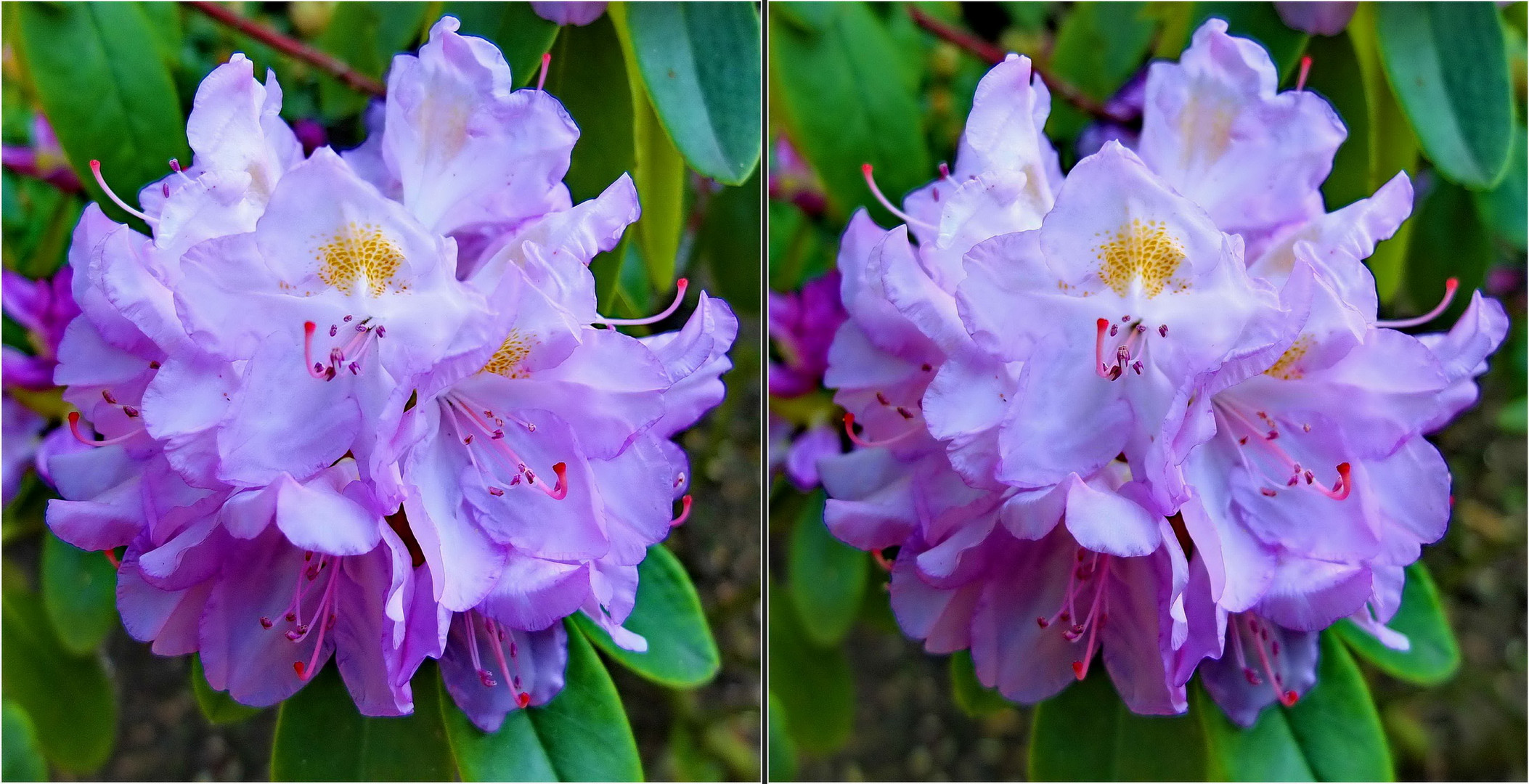 Rhododendron (Kreuzblick-Stereo)