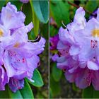 Rhododendron (Kreuzblick-Stereo)