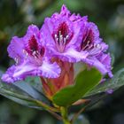Rhododendron-Krone