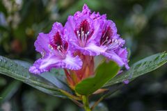 Rhododendron-Krone