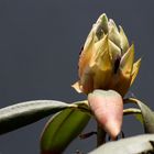 ...Rhododendron kurz vor der Blüte