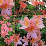 *** Rhododendron *** lachs
