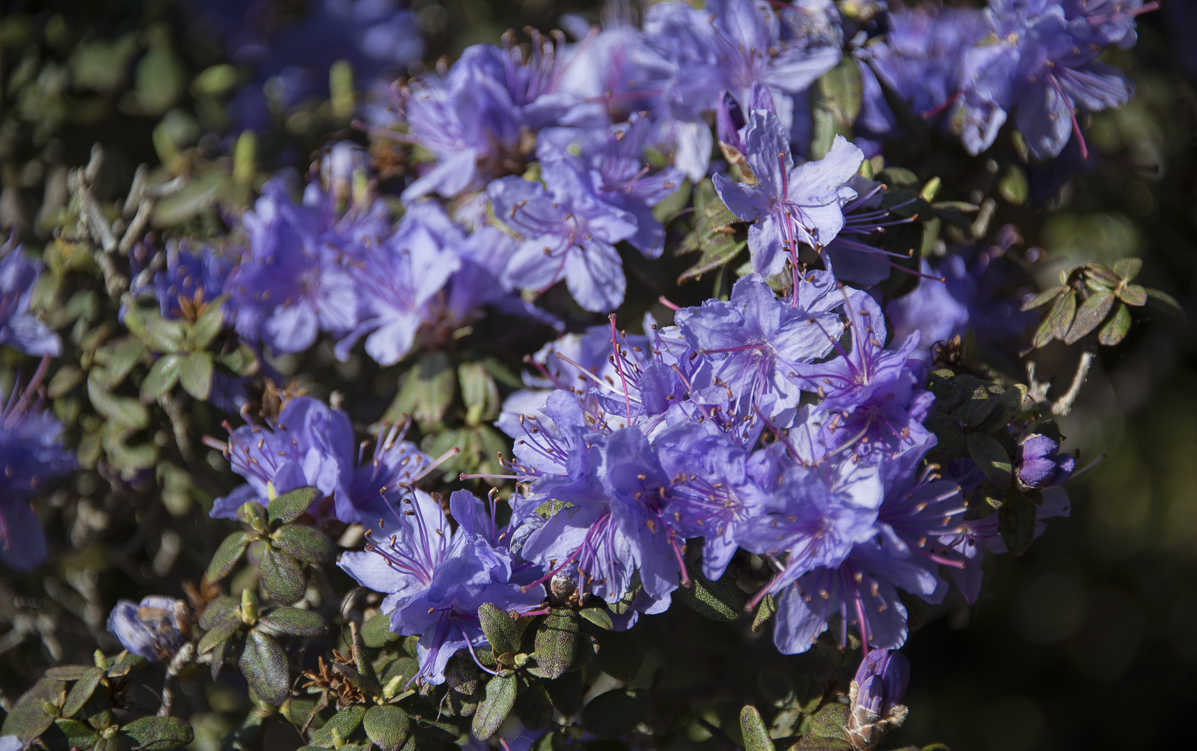 rhododendron lapponicum