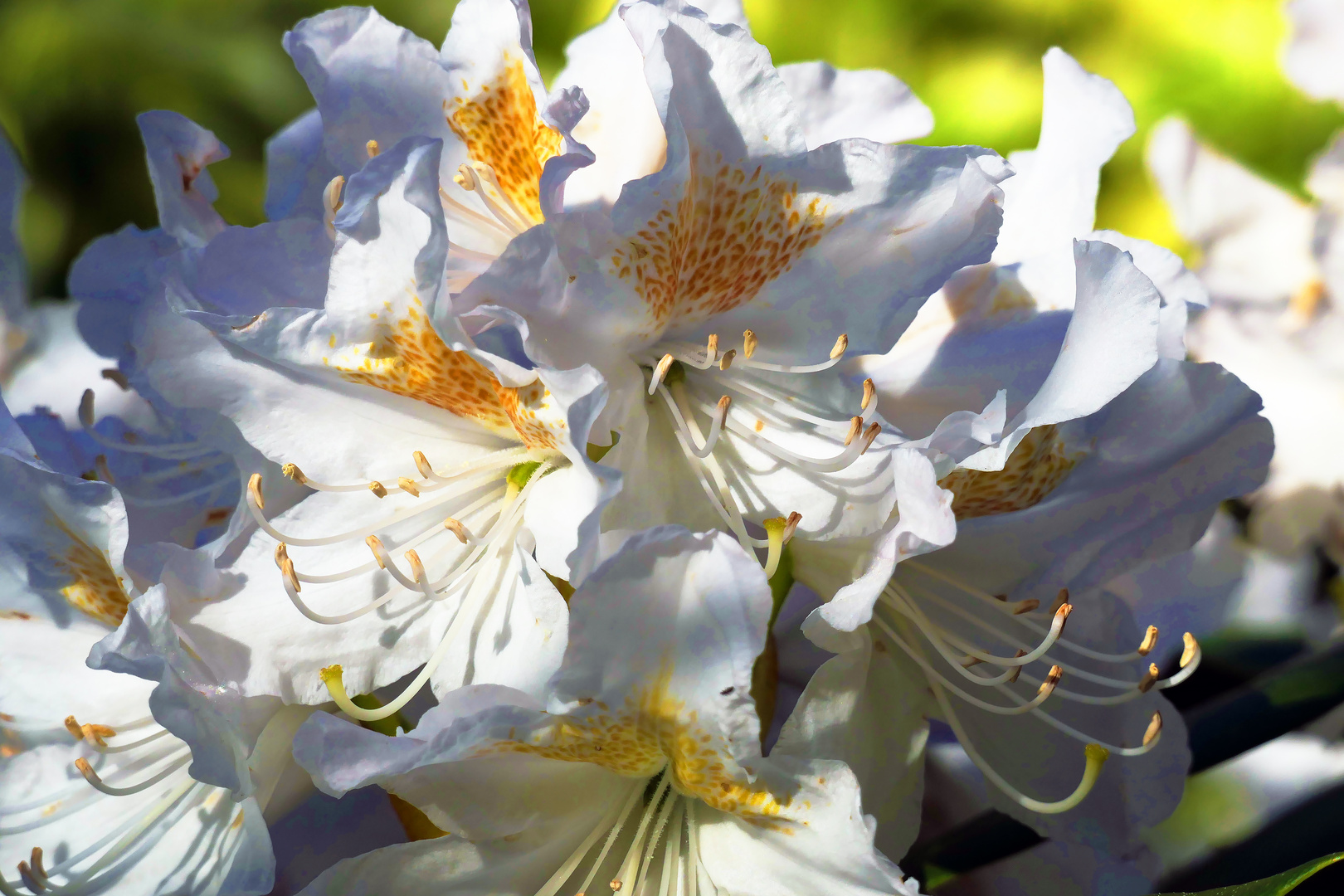 Rhododendron, last Summer