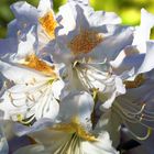 Rhododendron, last Summer