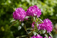 Rhododendron lila