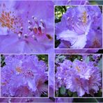 *** Rhododendron *** lila