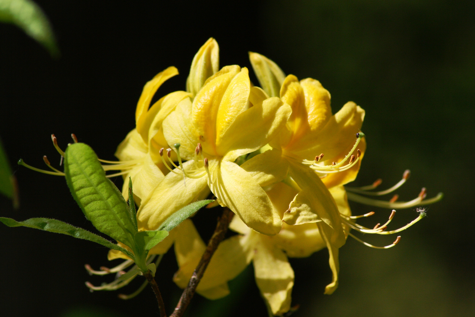 Rhododendron luteum (Azalea pontica)