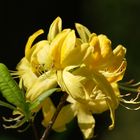 Rhododendron luteum (Azalea pontica)