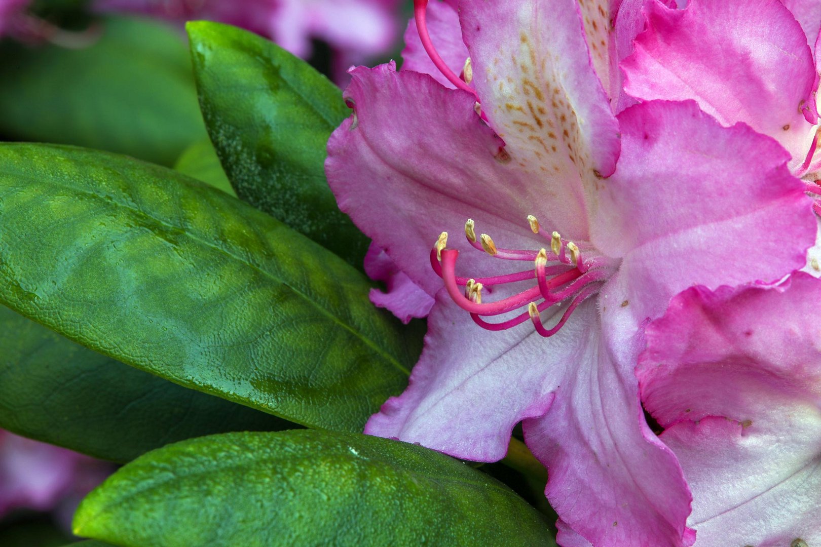 Rhododendron Magenta