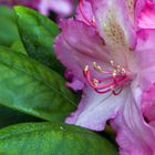 Rhododendron Magenta