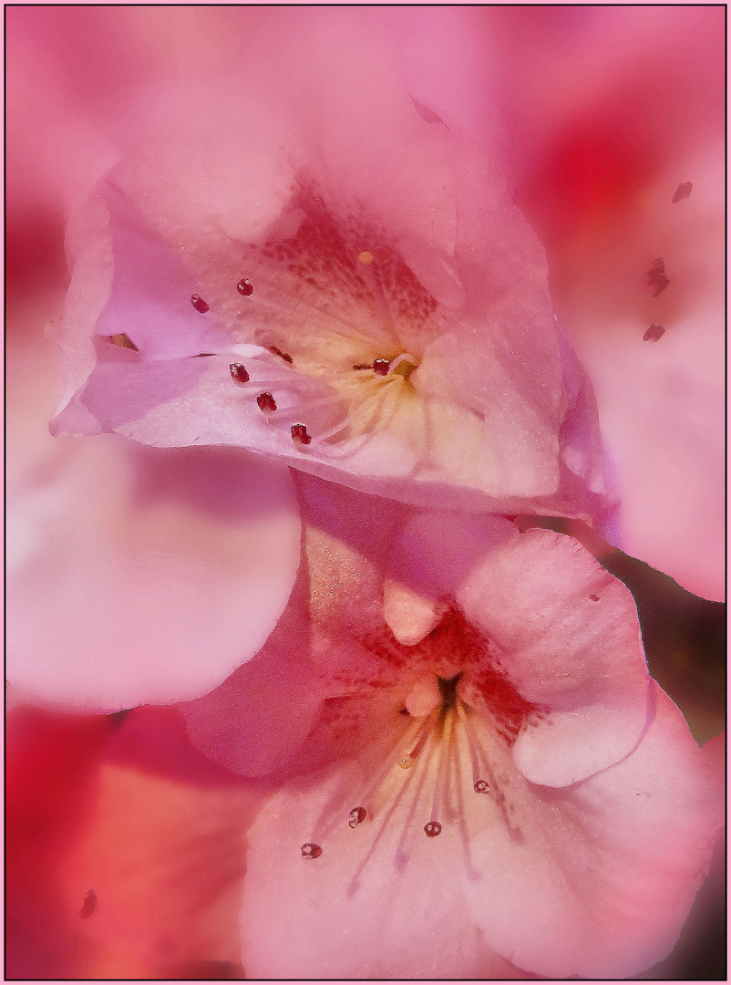 Rhododendron Makro