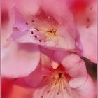 Rhododendron Makro