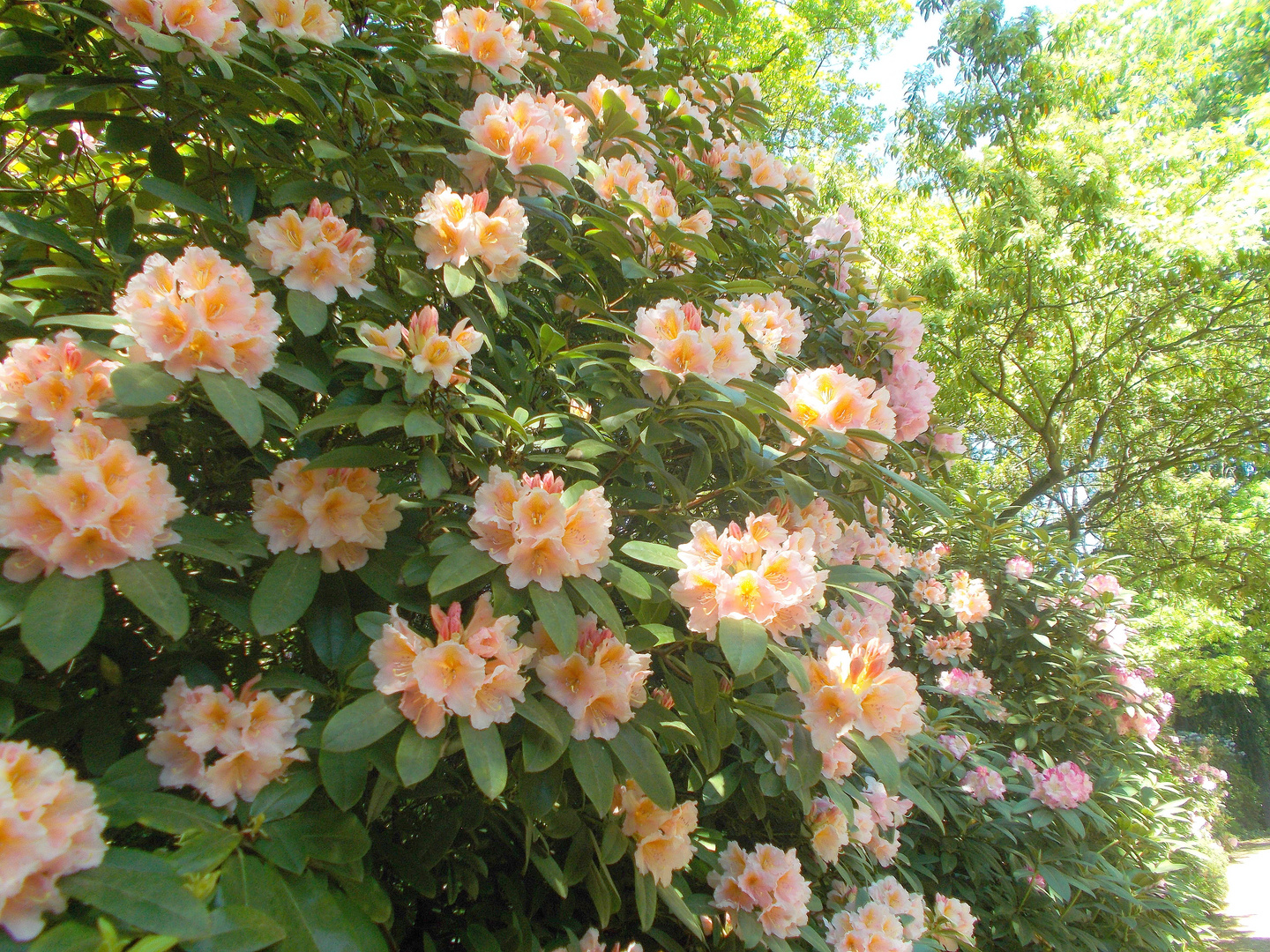 Rhododendron = mal in creme-orange