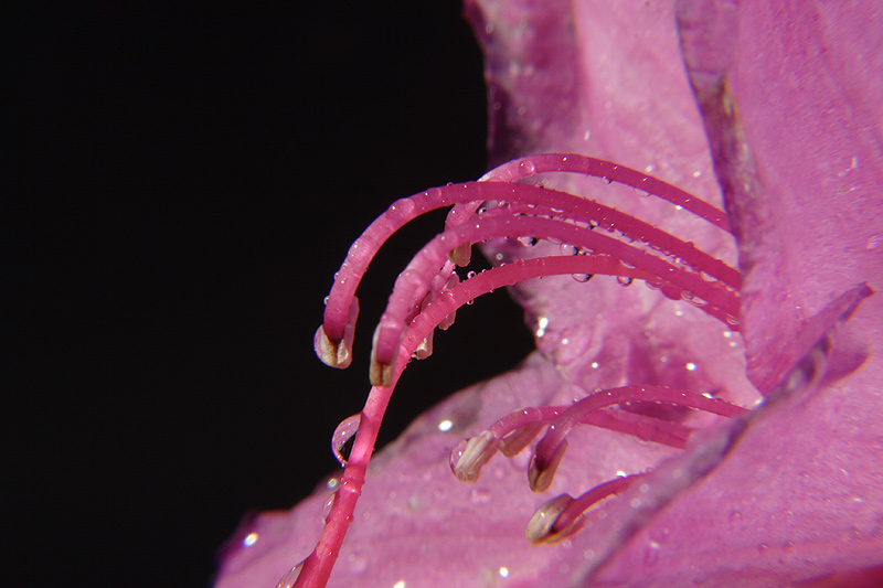 Rhododendron, mein erste Makro