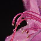Rhododendron, mein erste Makro