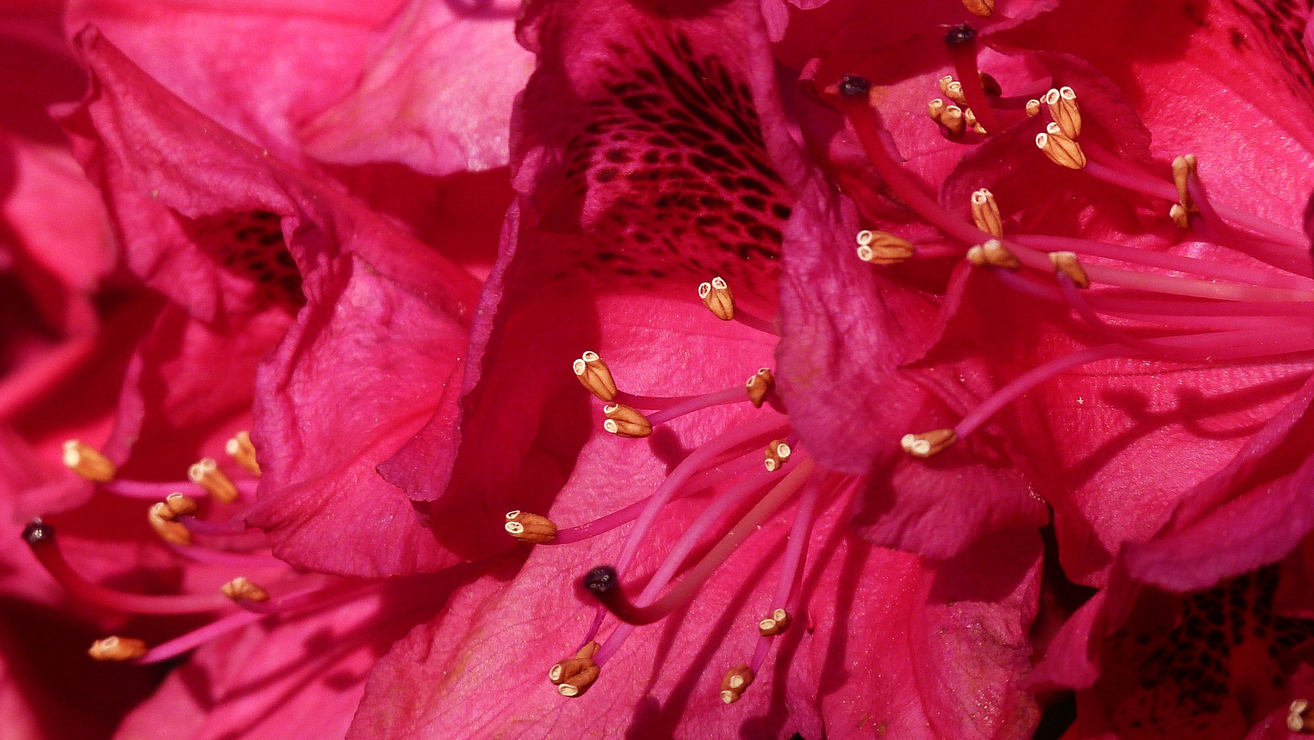 Rhododendron - Mit Augen?!