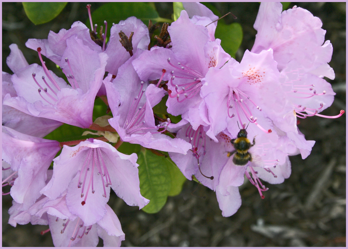 Rhododendron mit Besuch