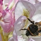 RHODODENDRON MIT BESUCH