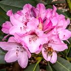 Rhododendron mit Besucher