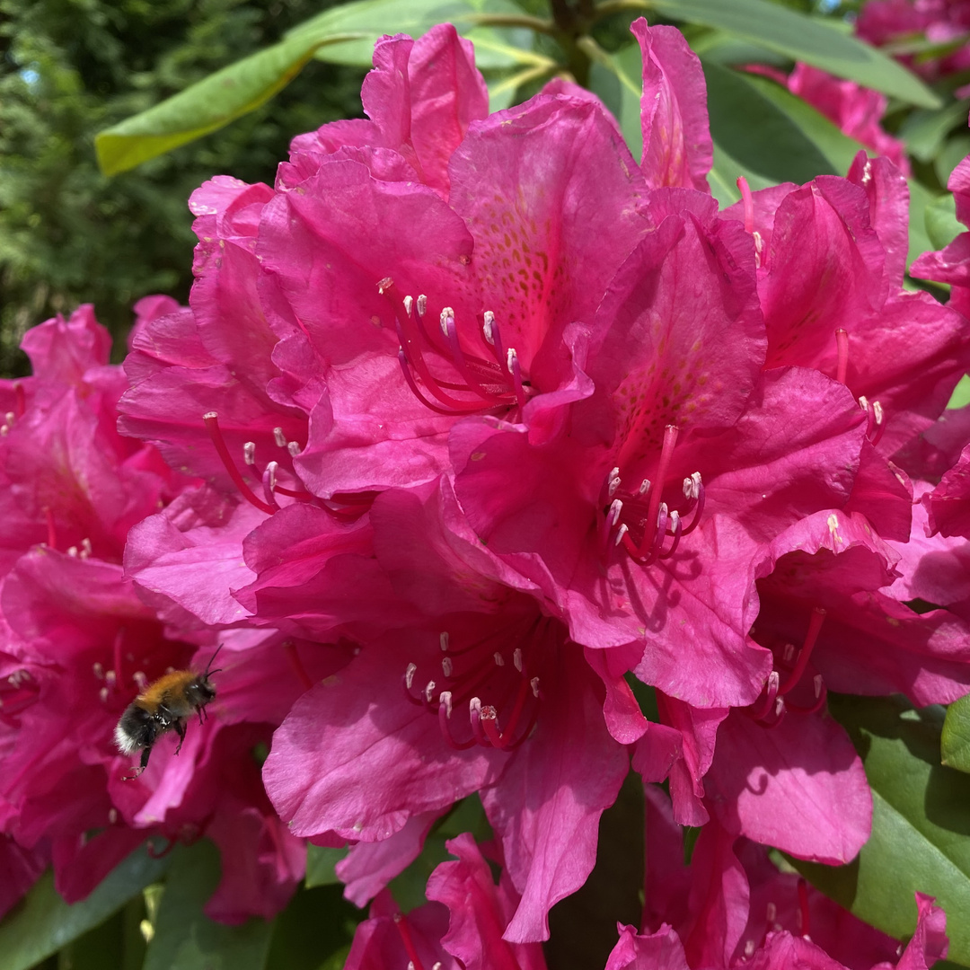 Rhododendron, mit Besucher :-)