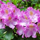 Rhododendron mit Besucherin