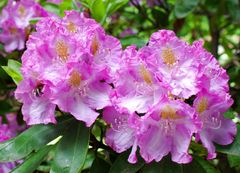 Rhododendron mit Besucherin