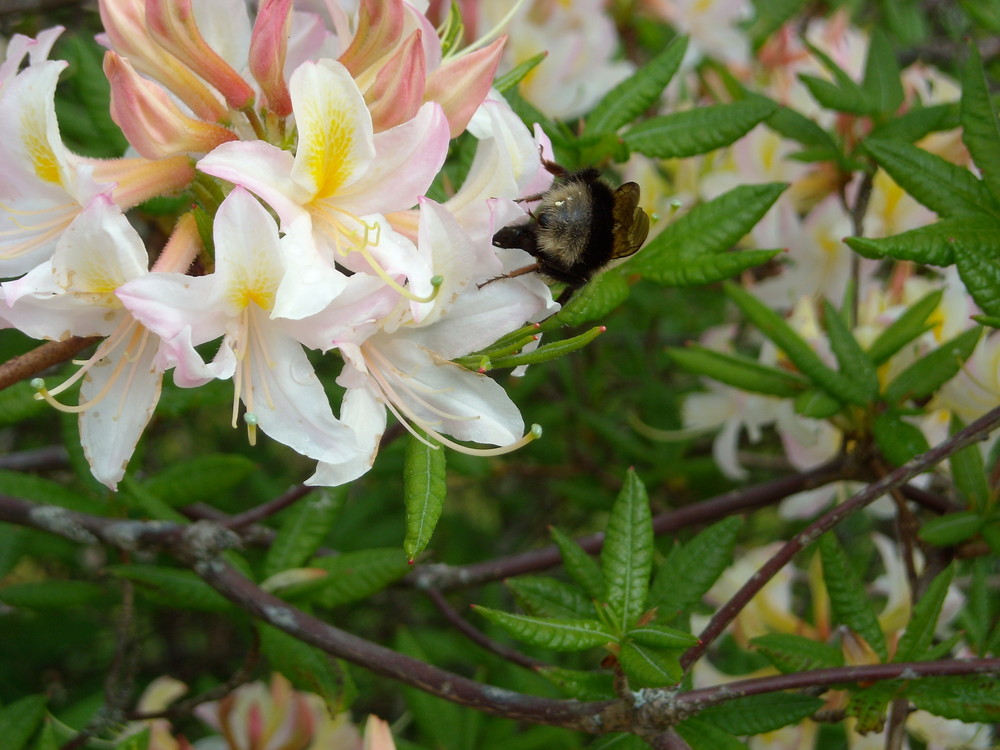 Rhododendron mit einer Hummel