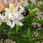 Rhododendron mit einer Hummel