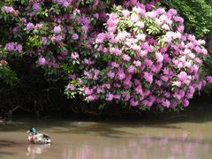 Rhododendron mit Ente