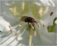 Rhododendron mit Fliege