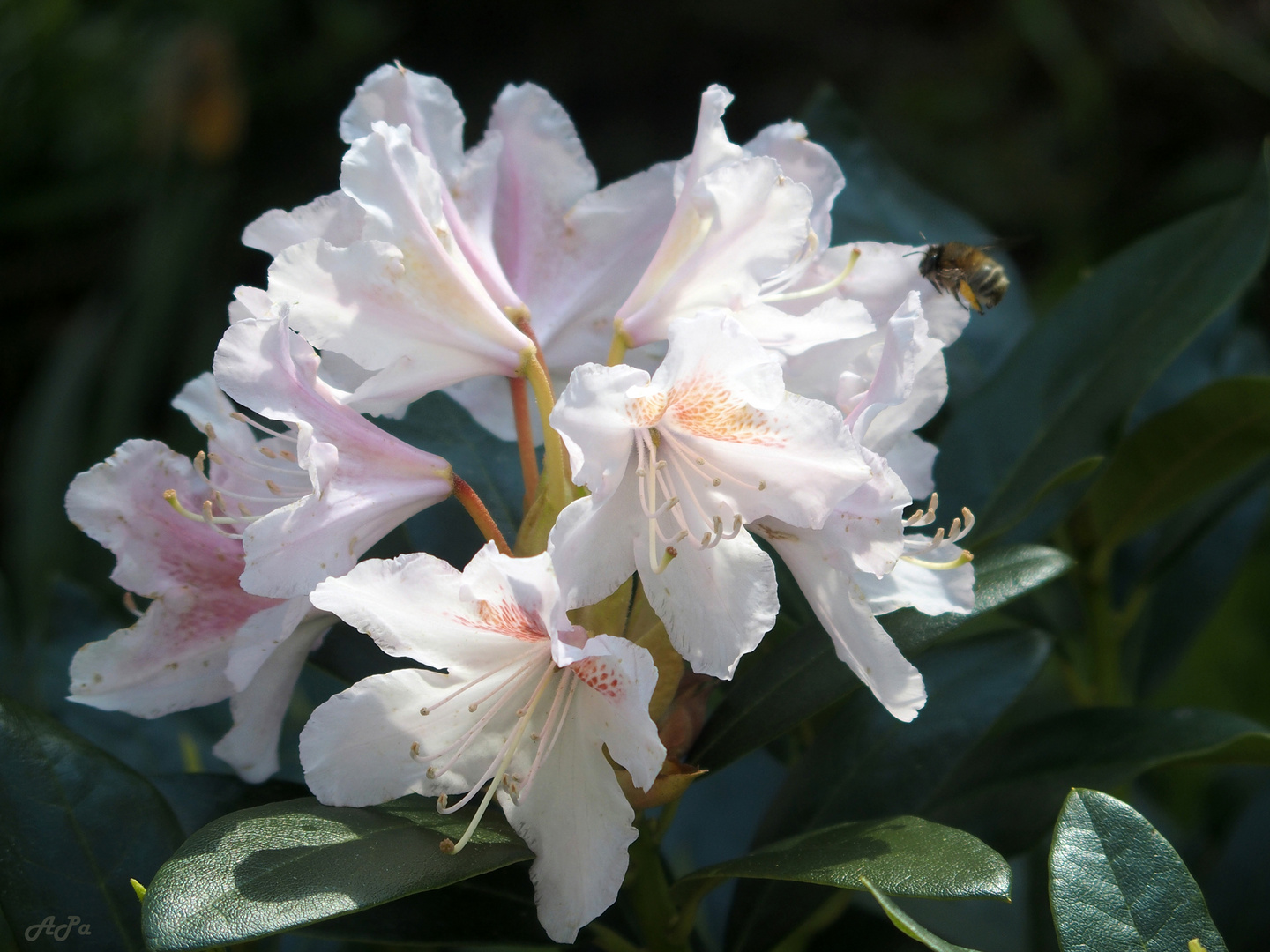 Rhododendron mit Gast